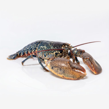 Lavagante - Homarus Gammarus até 1kg