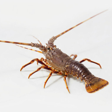 Lagosta - Palminuridae até 2kg