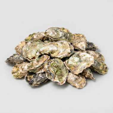 Ostra - Magallana gigas 1kg
